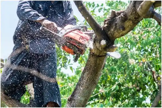 tree services Royersford